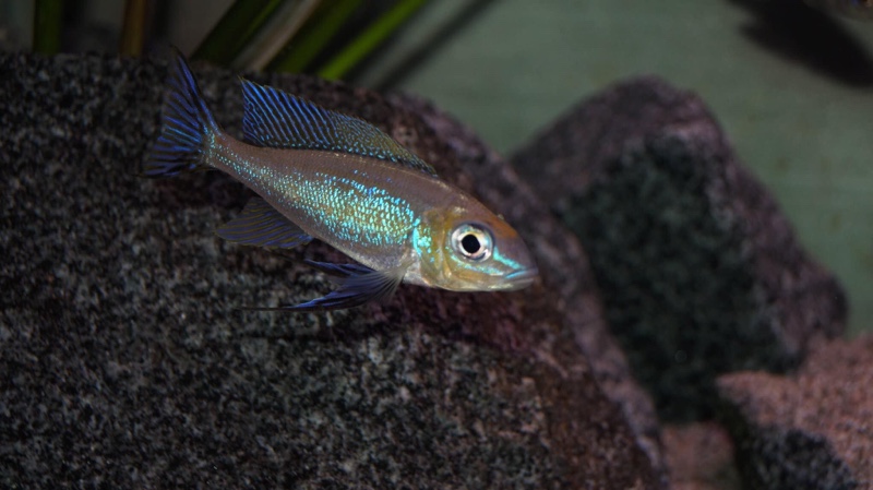 Cyathopharynx furcifer 'Sibwesa'